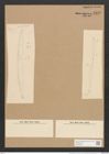 Nitzschia brebissonii W. Sm. (de-Toni-Nr.: Genus 47, Species 2095) Zeichnungen Sammlung Grunow Nr. 4170 (NHMW-BOT-W0372060)